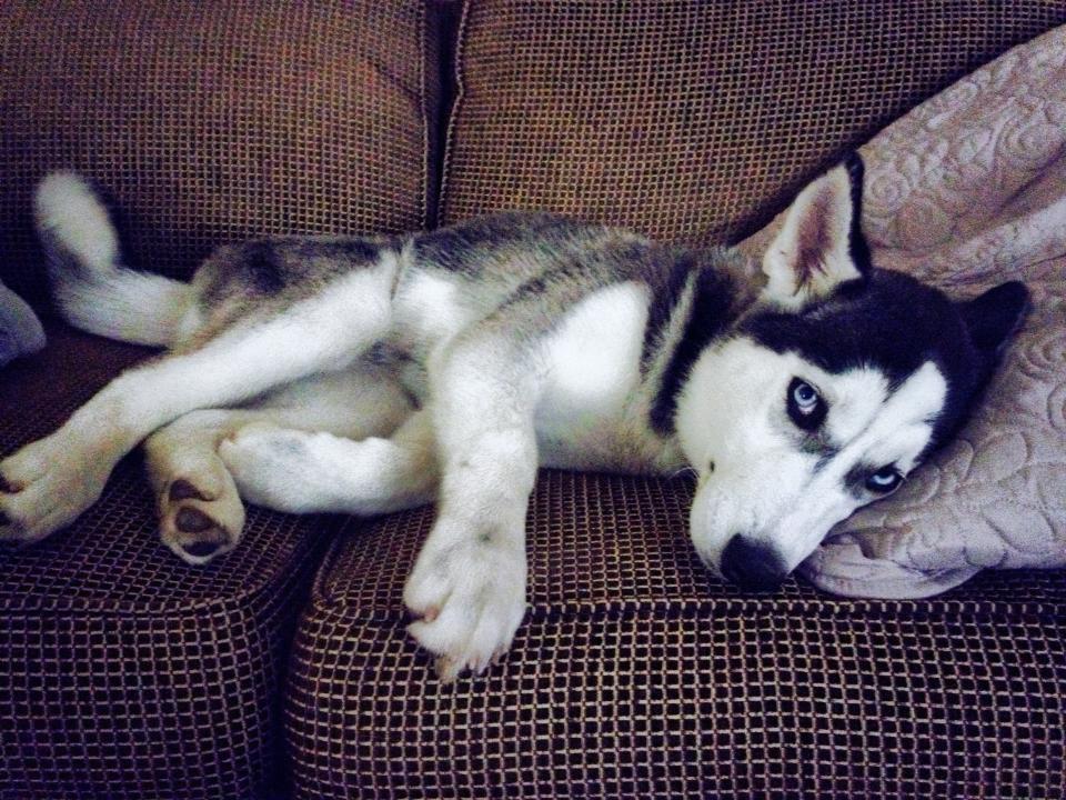 The Newest Member to Our Family... Molly